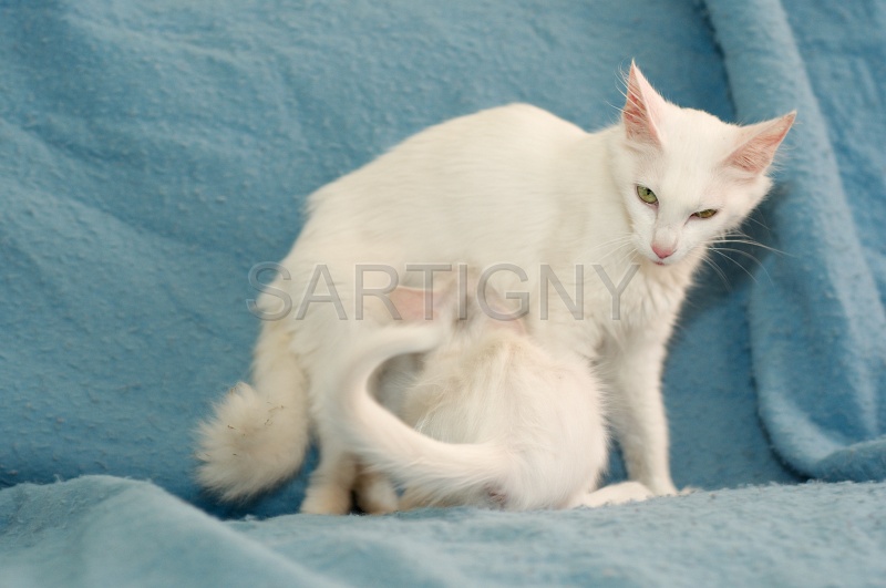 ANGORRA TURC C019.jpg